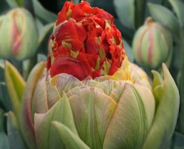 Лалета Green princess 3 бр (пакет)